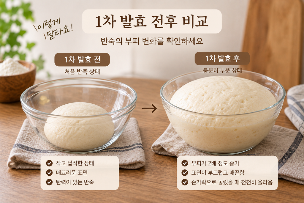 빵 1차 발효 전후 반죽의 부피와 상태 변화를 비교한 모습