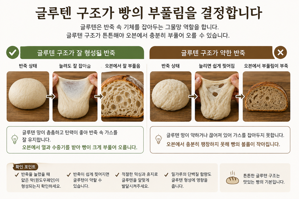 글루텐 구조가 잘 형성된 반죽과 약한 반죽의 오븐스프링 차이
